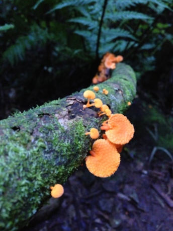 We found these almost-fluorescent orange fungi on the hike up to Warirere Falls -The tallest waterfall in the north island.