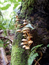 Tiny mushroom family